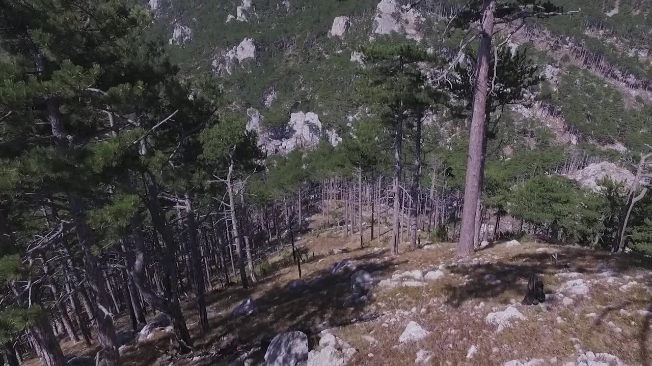 불타버린 지역 이 있는 산림 의 공중 사진