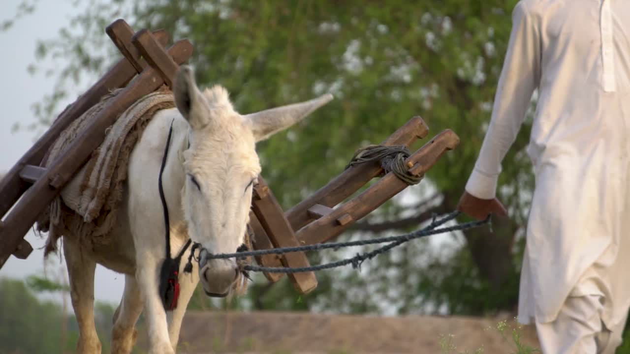retrato en primer plano de un burro trabajando en una granja, pakistán