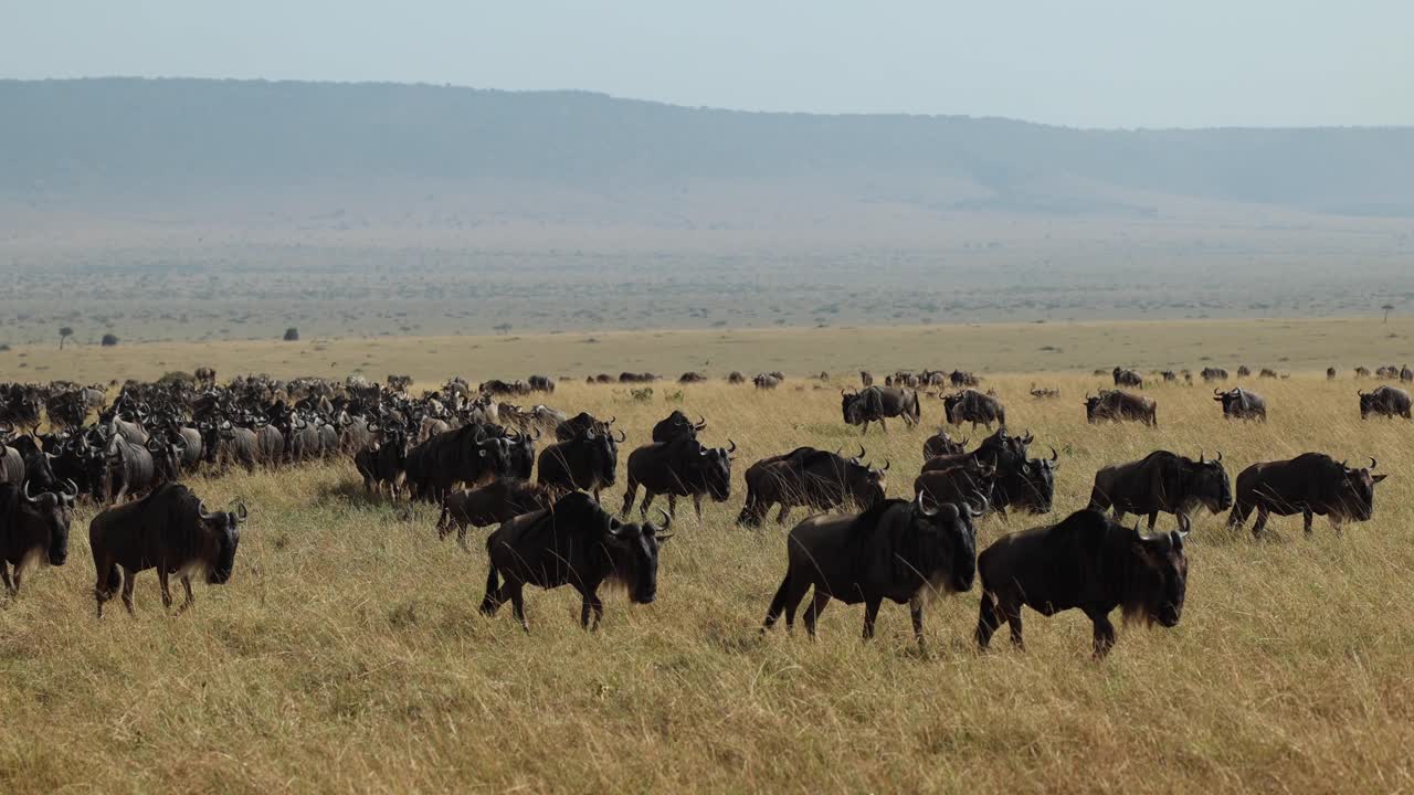 Un'enorme mandria di gnu che attraversa le pianure del Masai Mara, Kenya