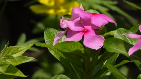 Flor-Rosa-verde-fondo-Amarillo