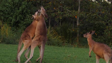 dos canguros grises del este boxeando y peleando - costa dorada, qld, australia - plano general