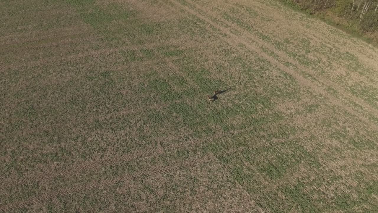 가을 숲 근처 들판에 사슴 한 쌍