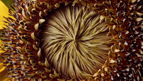 close-up of a sunflower's center