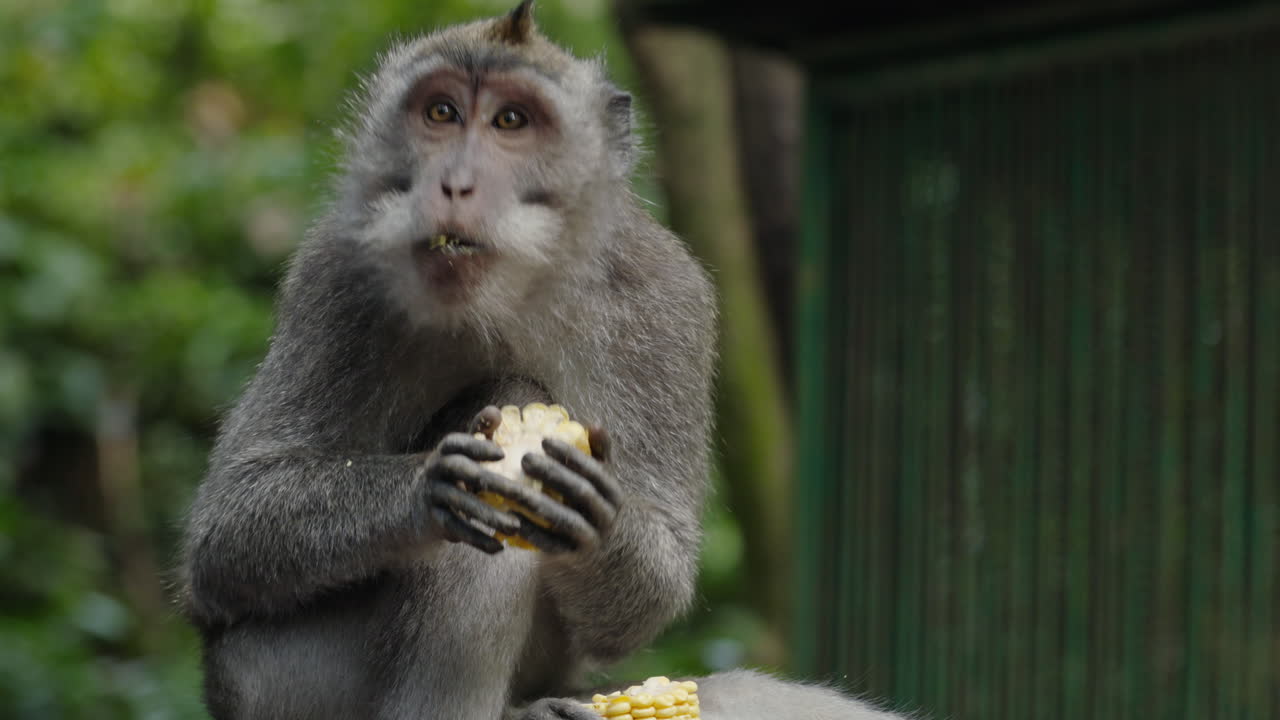 Monkey Eating Corn in Bali