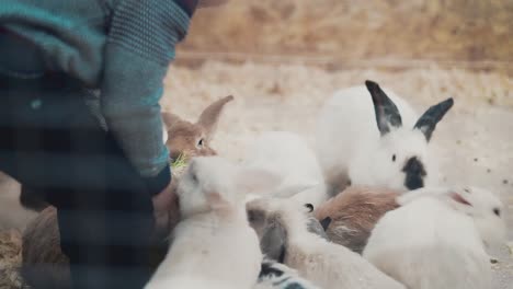 little boy feeds rabbits with grass closeup