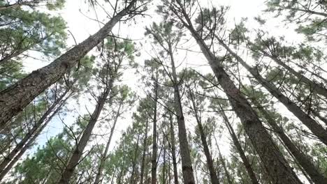 Imágenes-En-Movimiento-De-Un-Dosel-De-Bosques-De-Pinos-Desde-Abajo