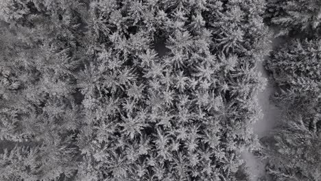 dense, lush pine tree forest covered in fresh powder snow