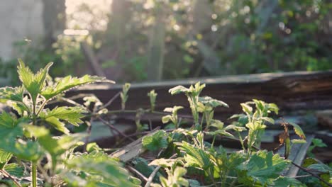 overgrown ruins in sunlight