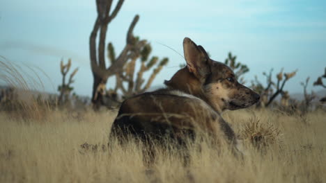 beautiful wolf dog sitting on the ground in the mojave preserve desert