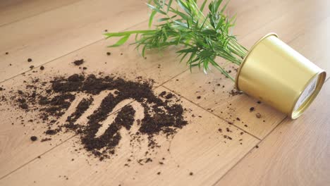 spilled soil and plant on wooden floor