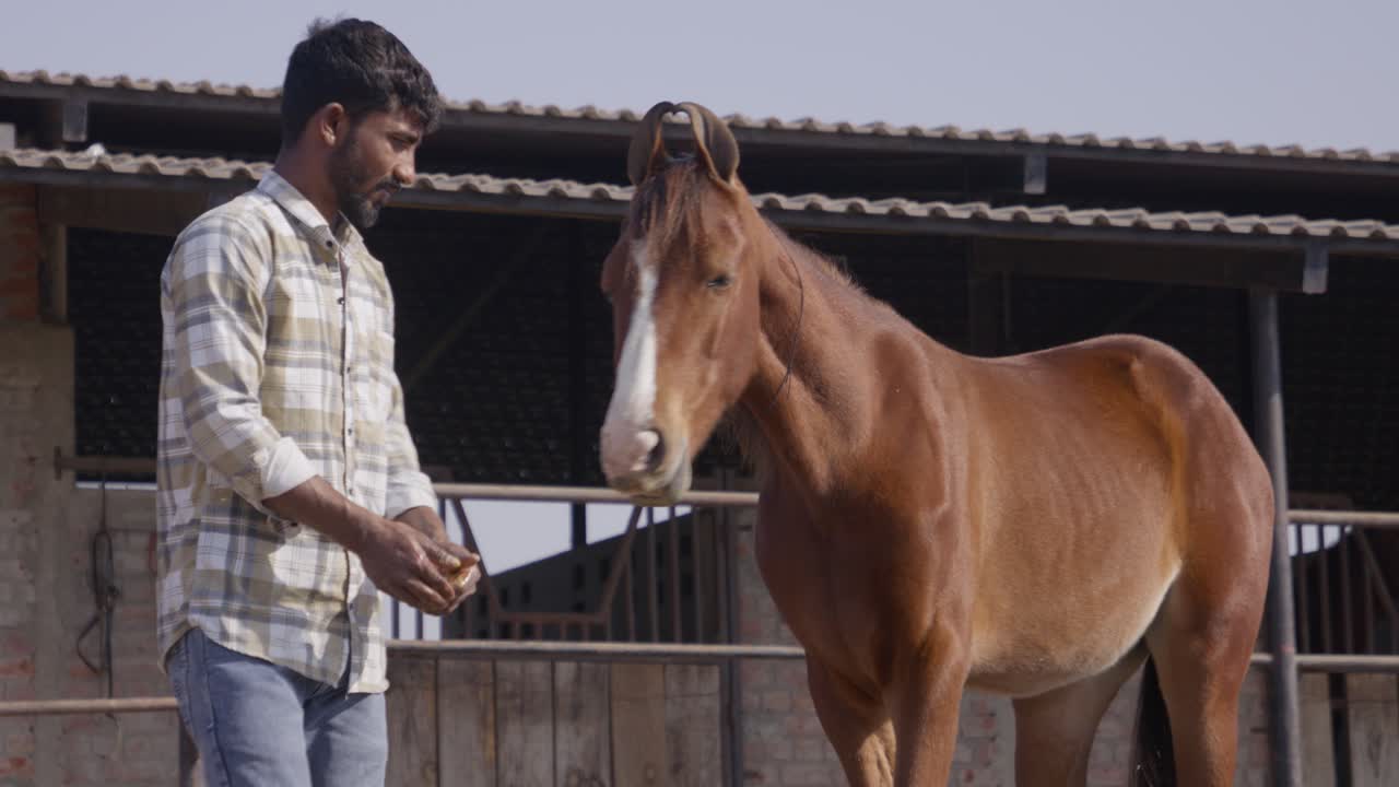 A slow-motion of South Asian man feeding a horse from his hand on a sunny day with rural building behind them