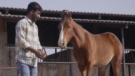 a slow-motion of south asian man feeding a horse from his hand on a sunny day with rural building behind them