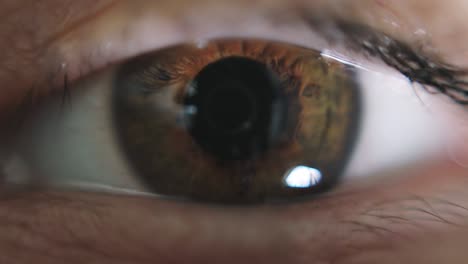 macro shot of opened female brown  eye.