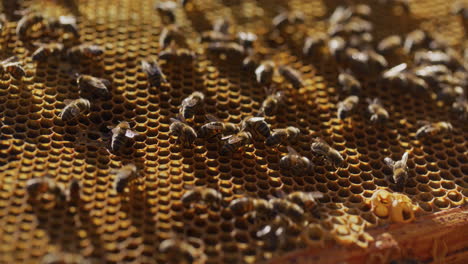 Hermosa-Vista-De-Las-Abejas-Trabajadoras