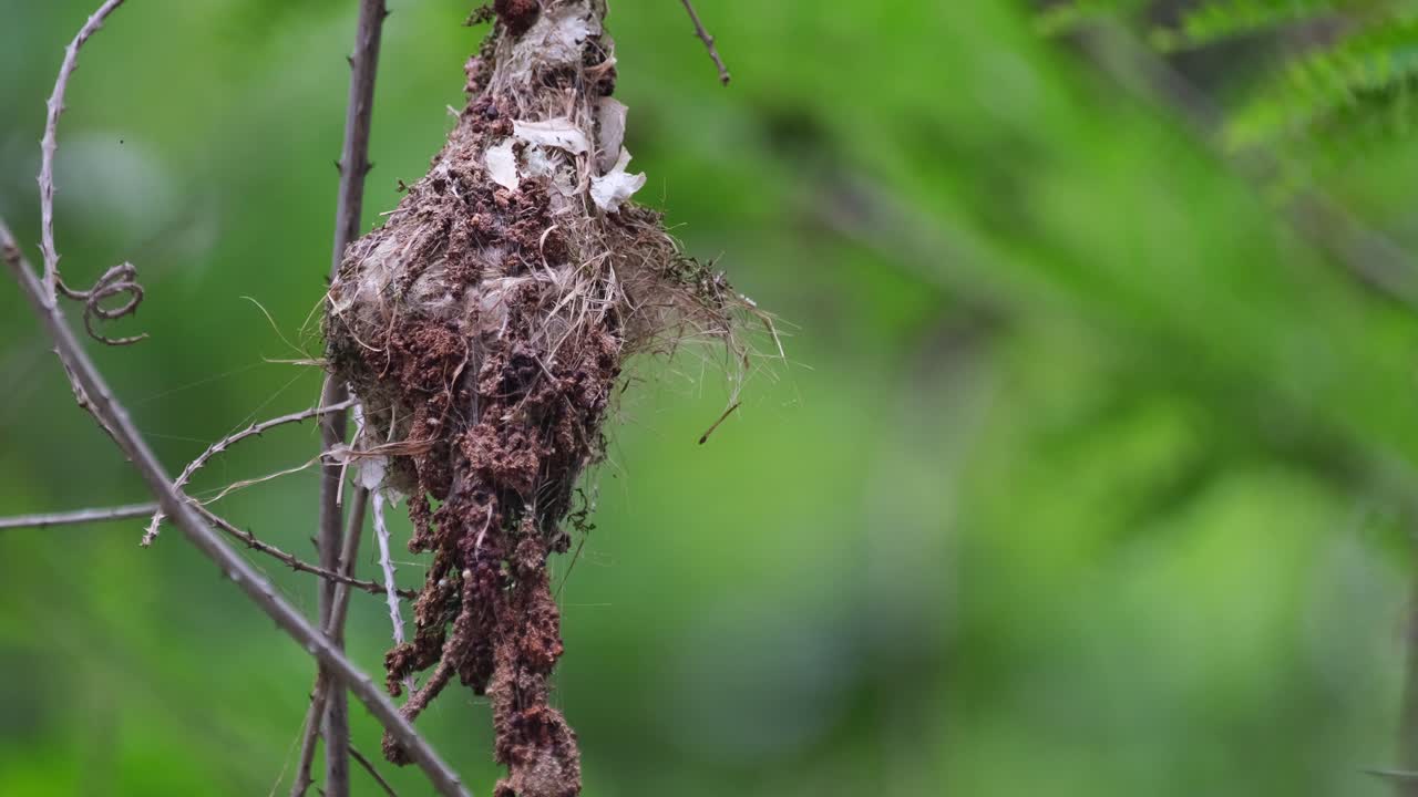 un pájaro madre llega desde la derecha para alimentarse y luego toma otro saco fecal volando hacia la parte superior, sunbird de espalda verde oliva cinnyris jugularis, tailandia