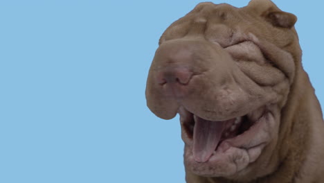 shar pei dog puppy lying down against white background