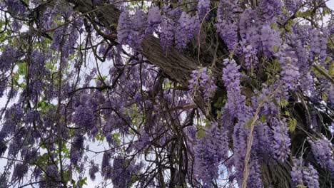 beautiful tree with hanging and blooming violet wisteria flowers waving in wind