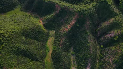 Top-down-view-of-a-lush-green-Tea-Estate-in-Sylhet,-Bangladesh