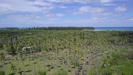 antena sobre plantaciones de coco, nueva caledonia