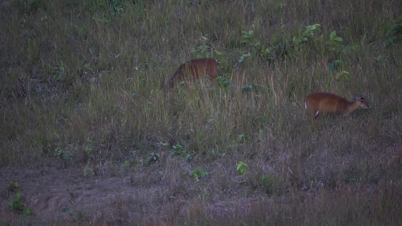 A pair of Red Muntjacs grazing in a open field.