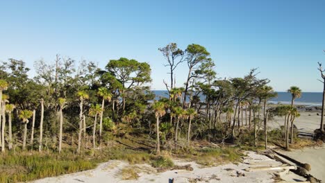 Mar-Tranquilo-Escondido-Detrás-De-Una-Franja-De-árboles-Y-Madera-Flotante