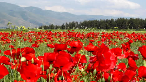 prado lleno de flores de amapola roja