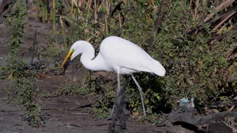 A-Great-Egret-plays-with-a-fish-before-eating-it