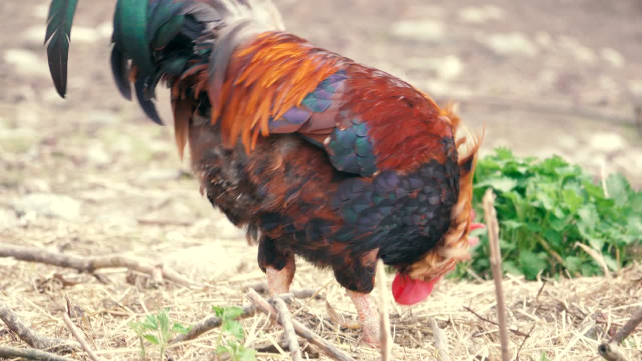 cerca de un gallo colorido en una granja