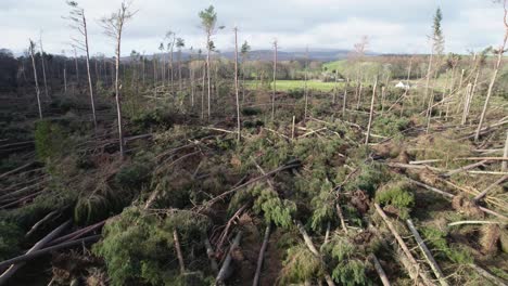 imágenes cinematográficas de drones aéreos que revierten lentamente a través de un bosque devastado de pinos arrastrados por el viento que han sido derribados en una plantación forestal durante una tormenta extrema en escocia