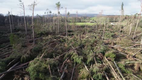 cinematic aerial drone footage reversing slowly through a devastated forest of windblown pine trees that have all been blown over in a forestry plantation during an extreme storm event in scotland