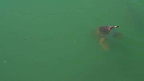 4k slow-motion footage of a single fish coming to the surface to eat