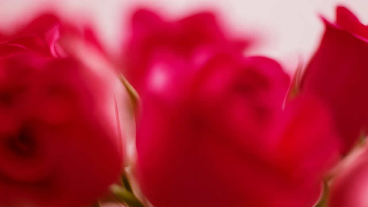 Zoom della camera, spostamento della messa a fuoco sulla rosa anteriore destra in studio, mostrando il gruppo rosso e il sepalo
