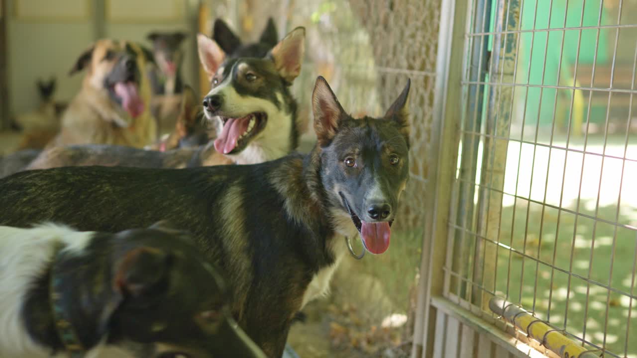 Cachorros curiosos ofegantes olhando para fora do canil de abrigo de animais