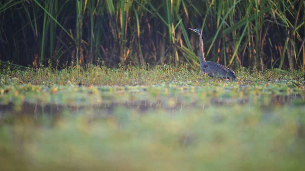 A Purple Heron (Ardea purpurea) stands gracefully in the shallow water of a marsh, surrounded by lush green vegetation.