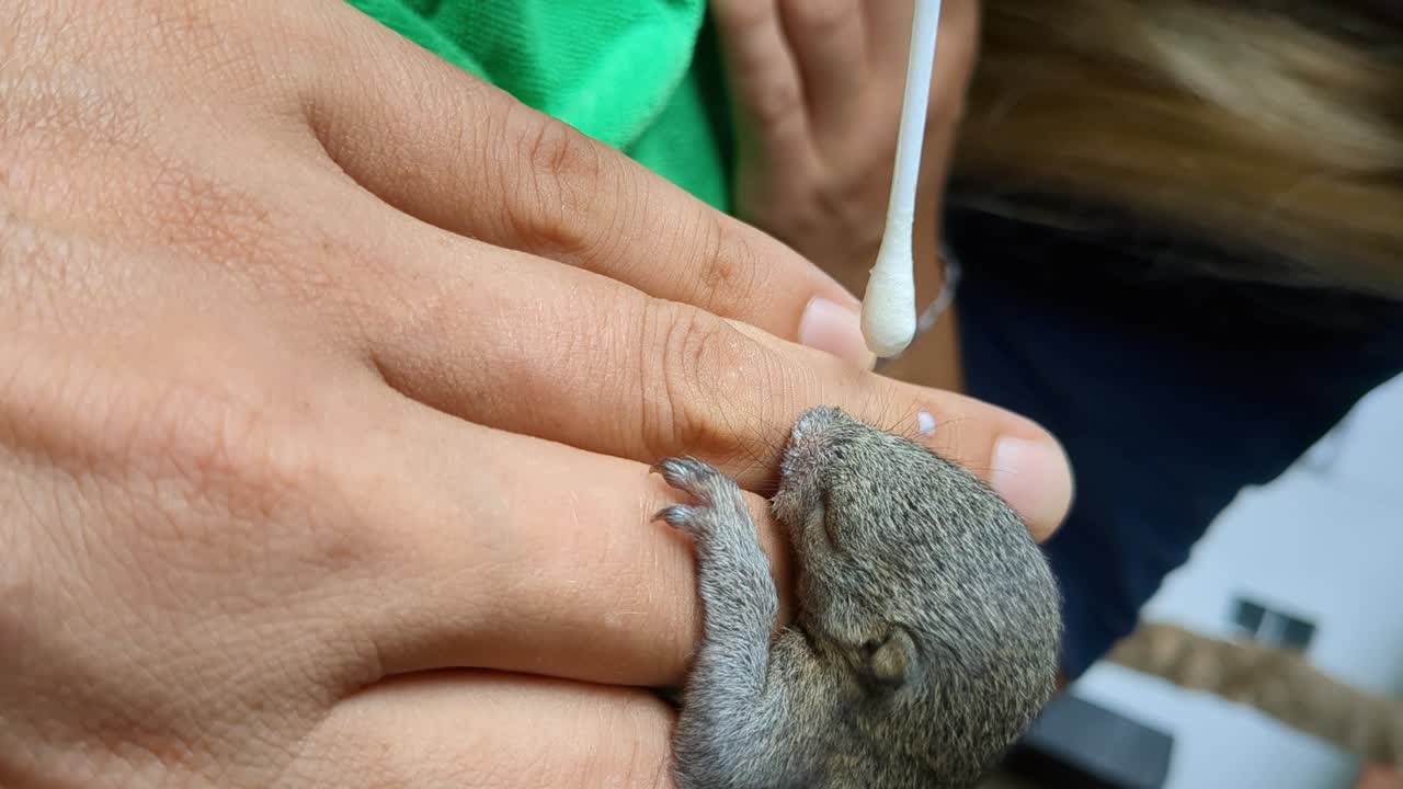 alimentando a una pequeña ardilla bebé que perdió a sus padres.
