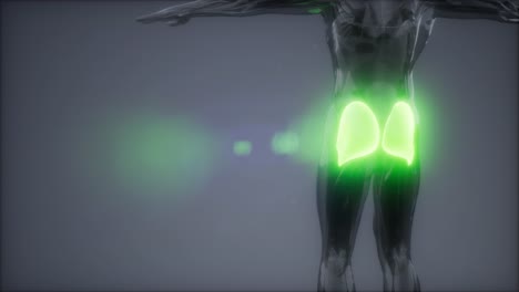 gluteus-maximus---leg-muscles-anatomy-animation
