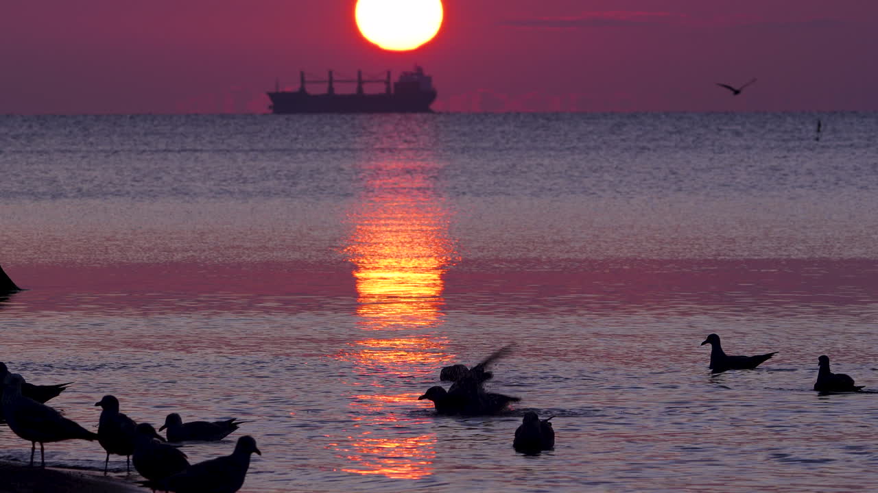Seabirds gather and bathe at shoreline during vibrant sunrise, with a ship on the horizon