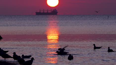 seabirds gather and bathe at shoreline during vibrant sunrise, with a ship on the horizon