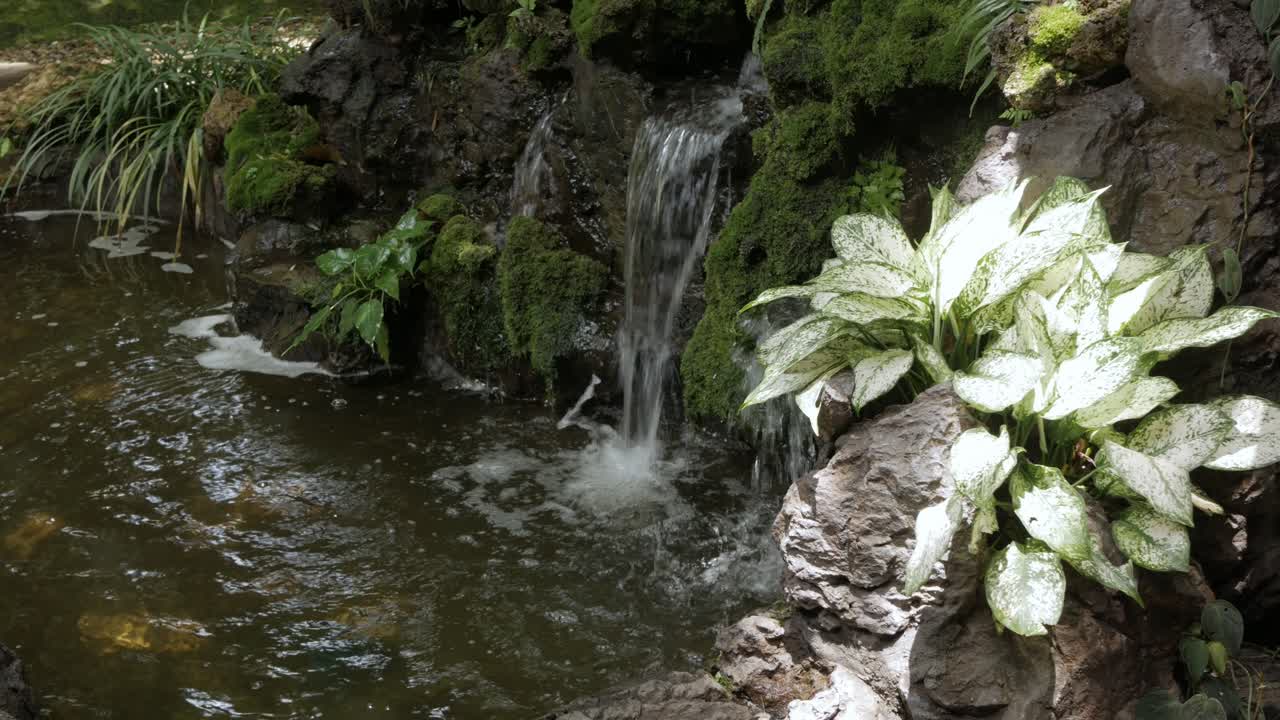 vista de muchos árboles verdes en el jardín asiático durante el día de verano con luz solar
