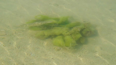 a baby barracuda on a green seaweed under the shallow sea water in bonaire - medium shot