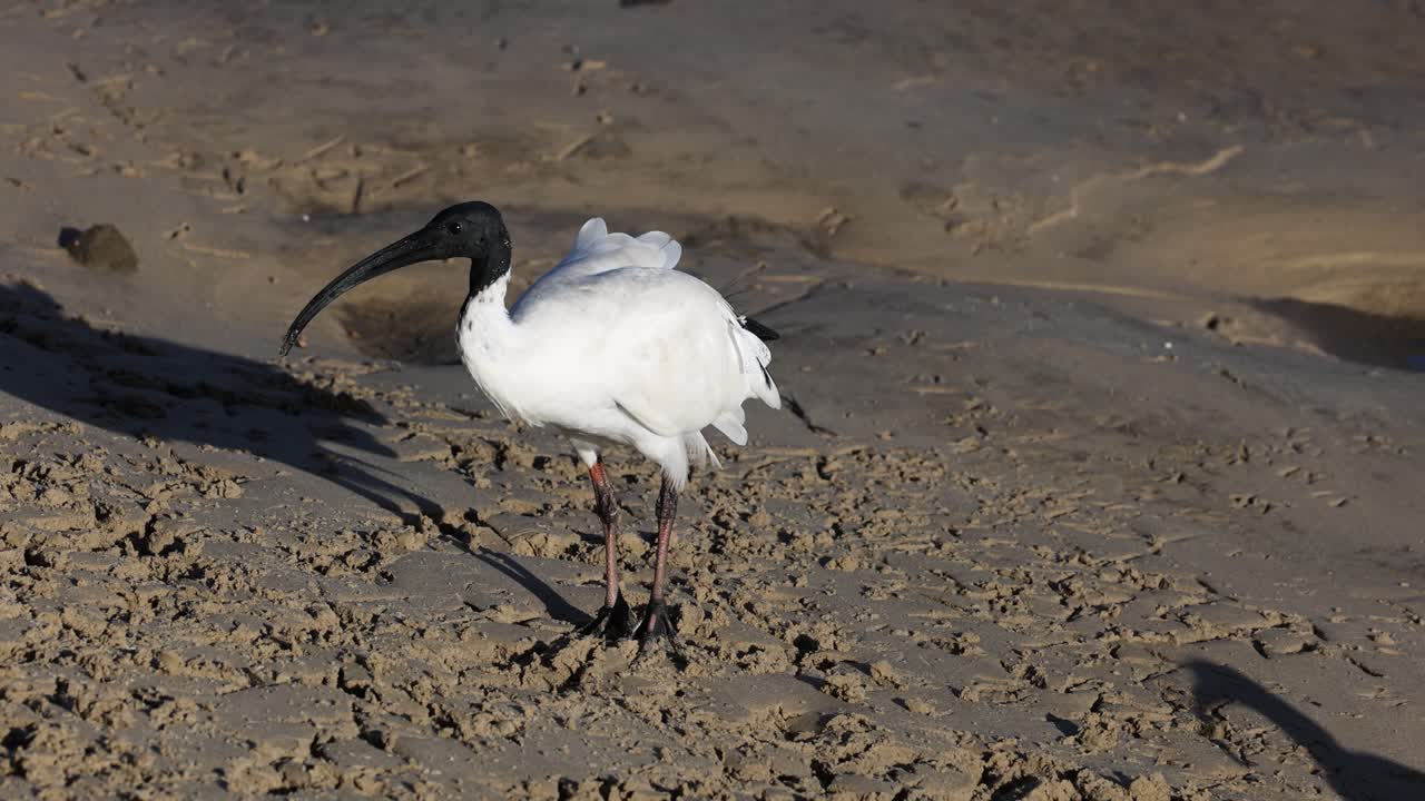 바다표범은 해변에 있는 이비스와 접촉하고 상호 작용합니다.