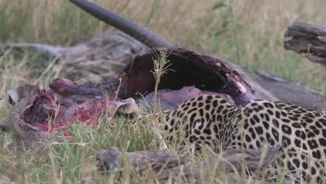 leopardo hambriento alimentándose de antílopes muertos mordiendo trozos de carne, agarrando y sacudiendo la cabeza