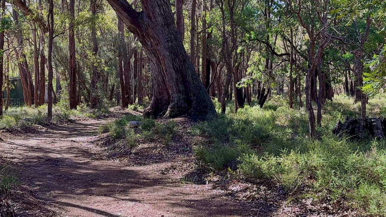 Winding Bush Trail Western Australia Glen Forest National Park trees dry scrub