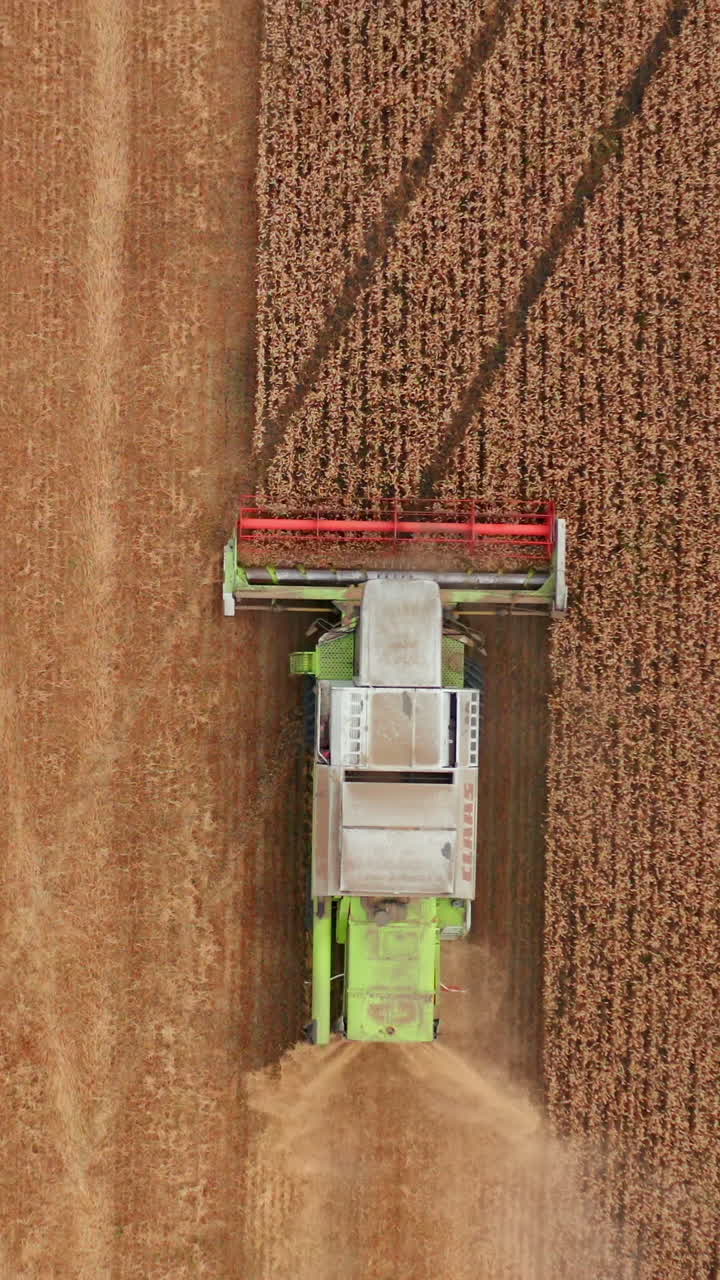 Modern green combine harvester with red mowing mechanism working in the field. Agricultural machine picking crops of wheat. Vertical video