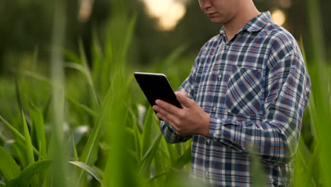 el granjero está examinando las plantas de maíz al atardecer. cierra la mano tocando la hoja de maíz en el campo.