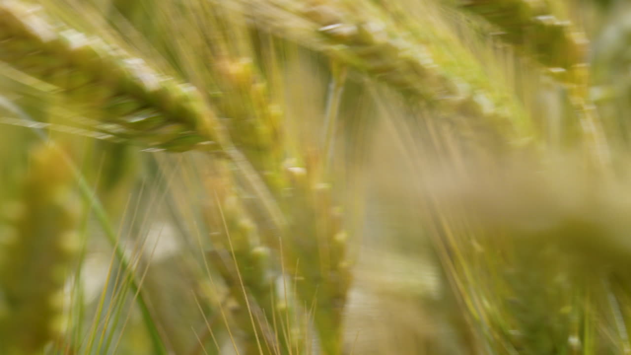 바람에 흔들리는 황금색 보리은 성숙하는 곡물의 움직임과 활력을 보여줍니다.