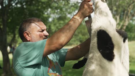 middle eastern man skinning goat to eat in celebration of muslim, religious holiday ramadan, eid al-adha or eid al-fitr in cinematic slow motion