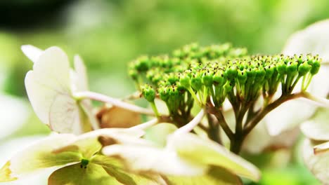 close-up of plant in garden