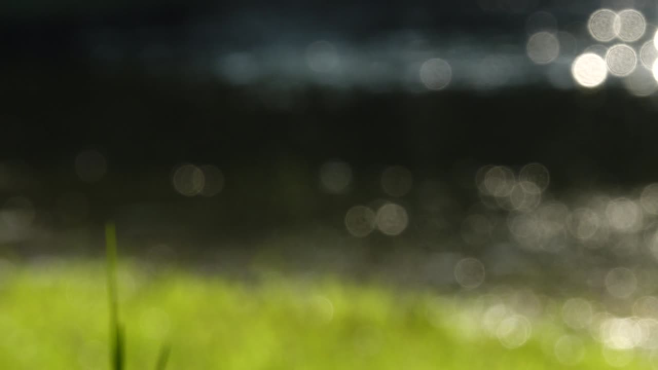 보케 배경 녹색 자연 추상적인 여름의 아름다움 물 빛 밝은 흐릿함