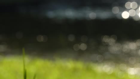 fondo bokeh naturaleza verde abstracto en verano belleza agua luz brillante borrón